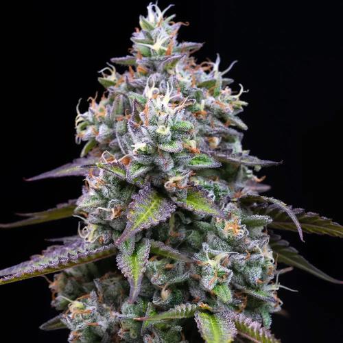 BARNEY'S FARM - ZOAP