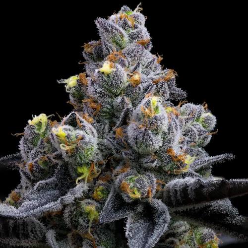 BARNEY'S FARM - GARLIC COOKIES FEM