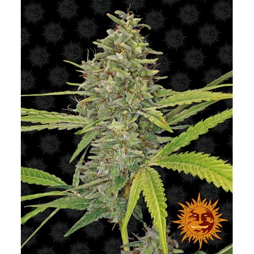 BARNEY'S FARM - G13 HAZE FEM
