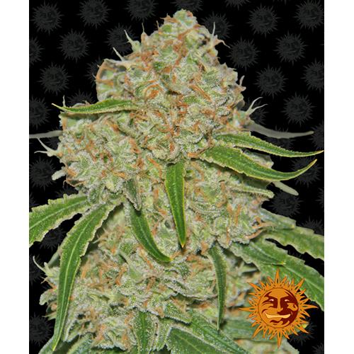 BARNEY'S FARM - PHANTOM OG FEM