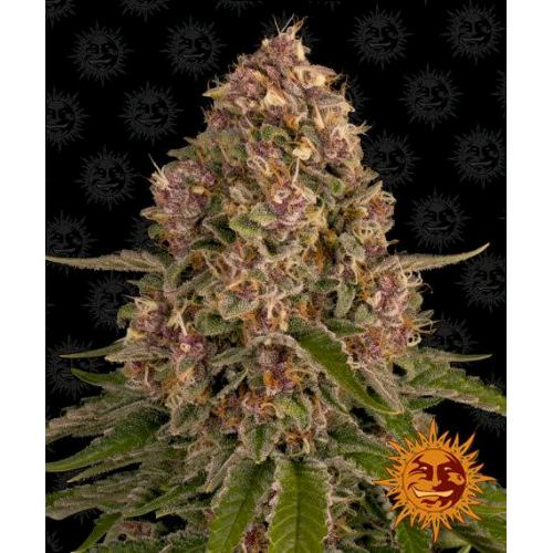 BARNEY'S FARM - PINK KUSH FEM