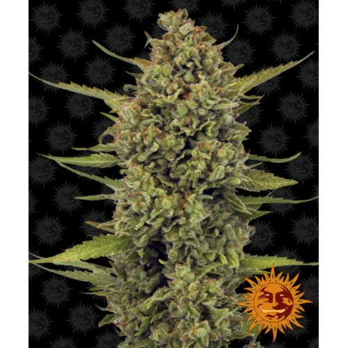 BARNEY'S FARM - ACAPULCO GOLD FEM - SPUMONI