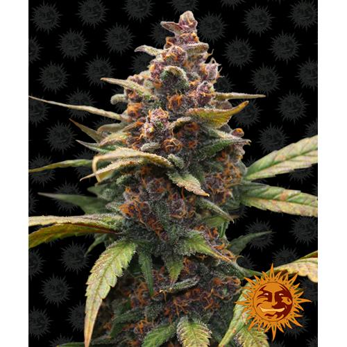 BARNEY'S FARM - AYAHUASCA PURPLE FEM - SPUMONI