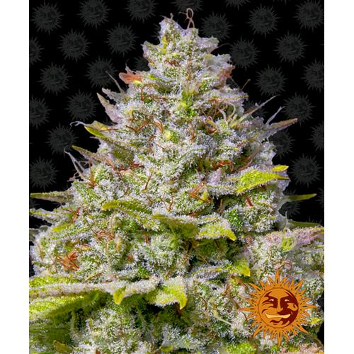 BARNEY'S FARM - BLUE GELATO 41 FEM - SPUMONI