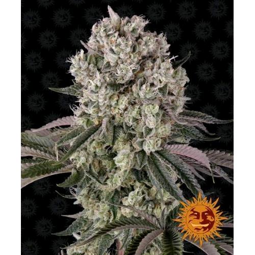 BARNEY'S FARM - GLOOKIES FEM - SPUMONI