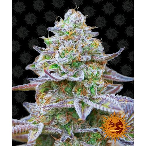BARNEY'S FARM - GORILLA ZKITTLEZ FEM - SPUMONI