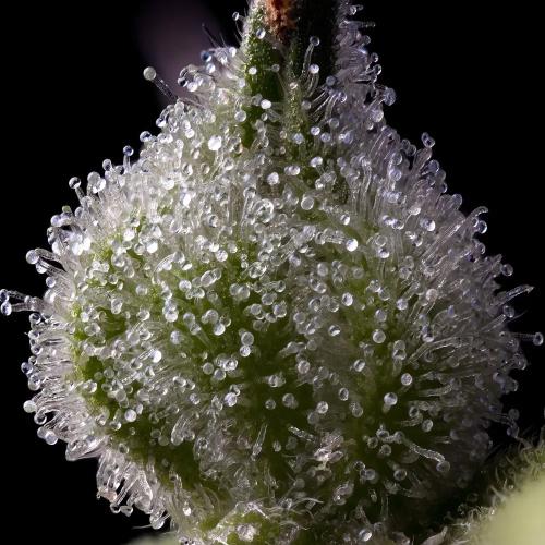 BARNEY'S FARM - MENDO BREATH - SPUMONI