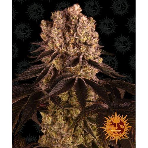 BARNEY'S FARM - PURPLE PUNCH FEM - SPUMONI