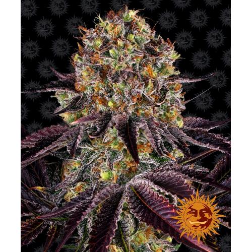 BARNEY'S FARM - RUNTZ X LAYER CAKE FEM - SPUMONI