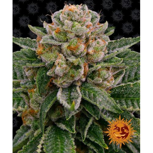 BARNEY'S FARM - SKYWALKER OG AUTO - SPUMONI