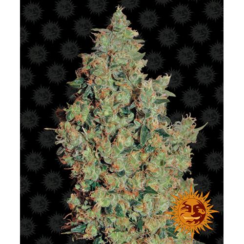 BARNEY'S FARM - TANGERINE DREAM FEMMINIZZATA - SPUMONI