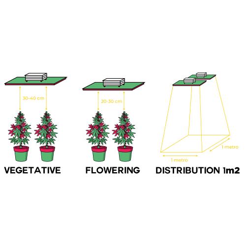THE JUNGLE - QUANTUM BOARD - THE JACKSON LT 250W
