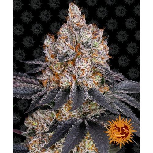 BARNEY'S FARM - GELATO FEM