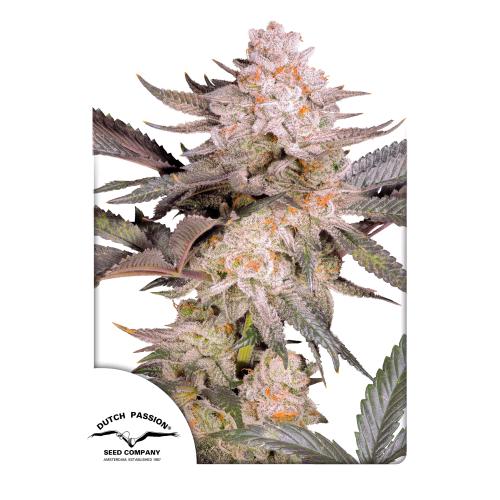 DUTCH PASSION - ORANGE BUD 2.0