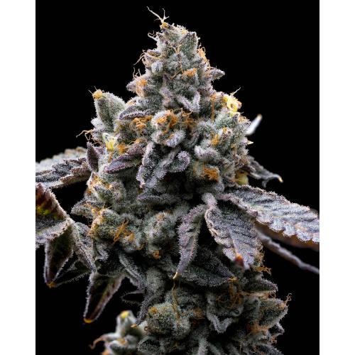 BARNEY'S FARM - GMO COOKIES