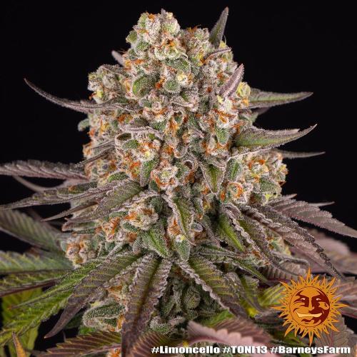 BARNEY'S FARM - LIMONCELLO - 1 SEME