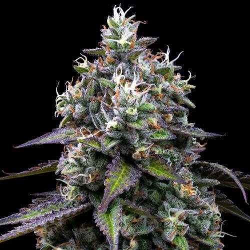 BARNEY'S FARM - ZOAP