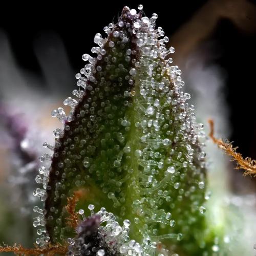 BARNEY'S FARM - ZOAP