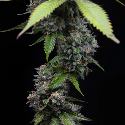 BARNEY'S FARM - ZOAP