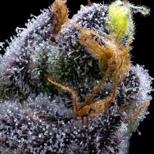 BARNEY'S FARM - GARLIC COOKIES FEM