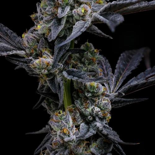 BARNEY'S FARM - GARLIC COOKIES FEM