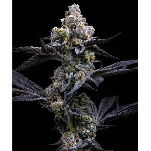 BARNEY'S FARM - GARLIC COOKIES FEM