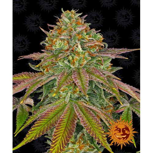 BARNEY'S FARM - WEDDING CAKE FEMMINIZZATA