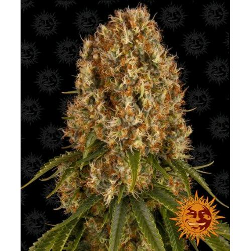 BARNEY'S FARM - ORANGE SHERBERT FEM