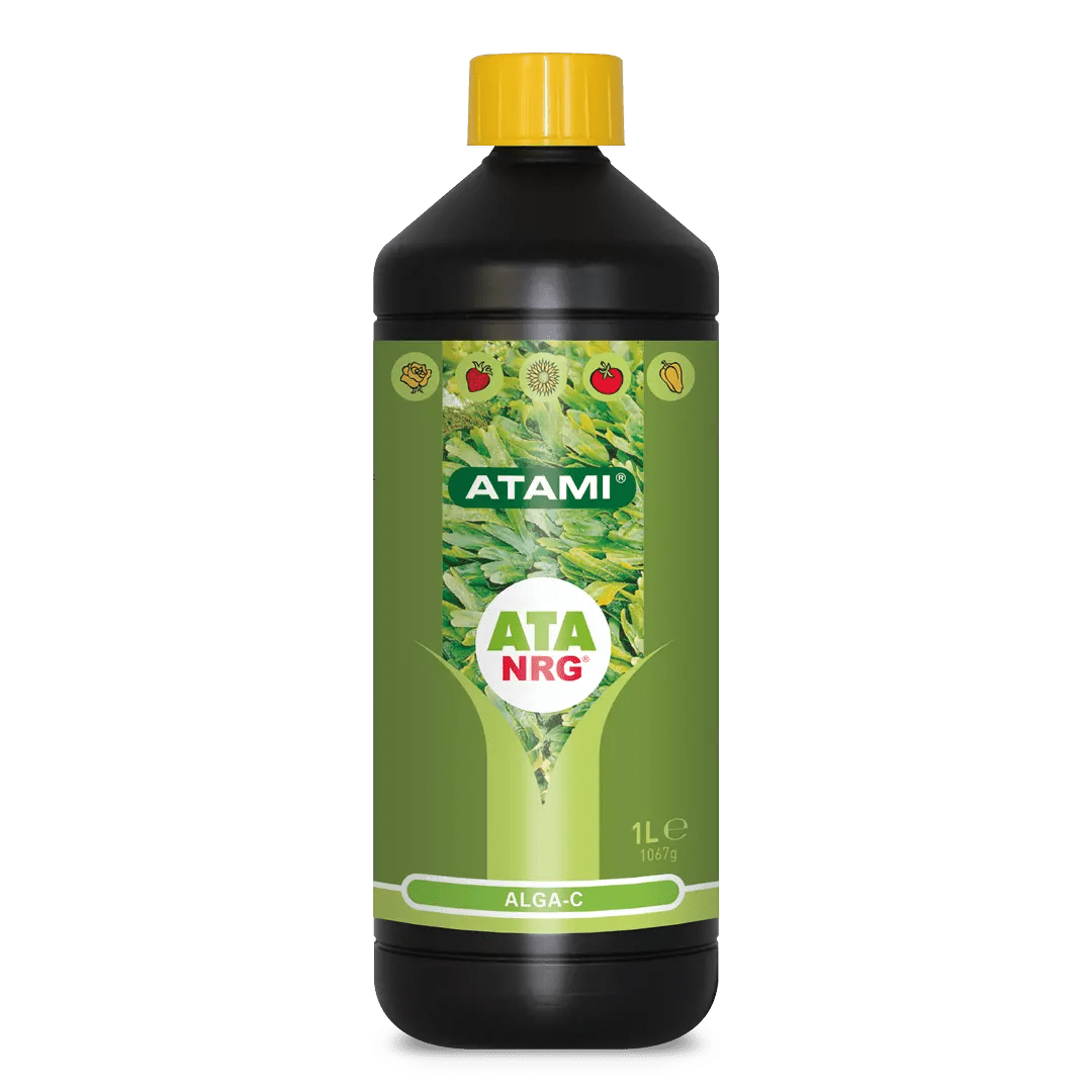 ATA NRG ALGA - C - SPUMONI