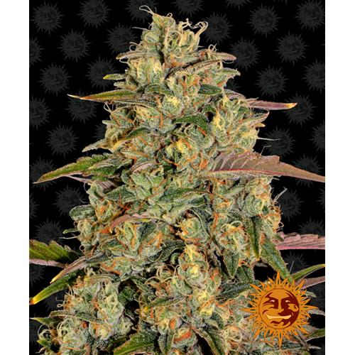 BARNEY'S FARM - AMNESIA LEMON FEM - SPUMONI
