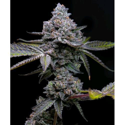 BARNEY'S FARM - APPLE FRITTER - SPUMONI