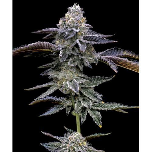 BARNEY'S FARM - BLUE DREAM - SPUMONI