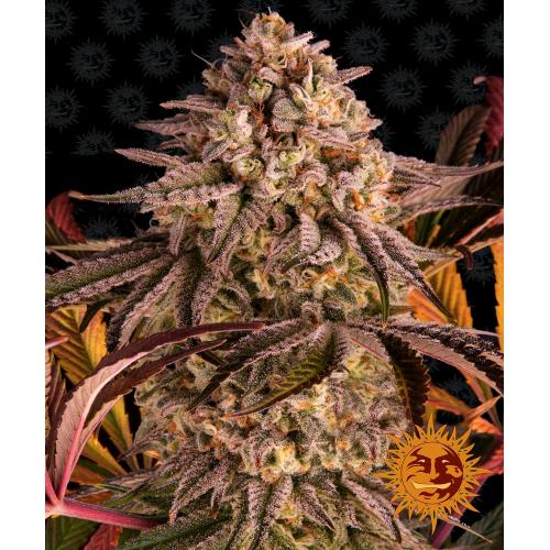 BARNEY'S FARM - BLUE SUNSET SHERBET - SPUMONI