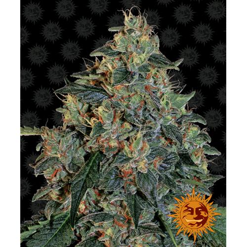BARNEY'S FARM - BLUEBERRY OG FEM - SPUMONI