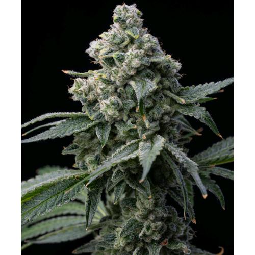BARNEY'S FARM - BRUCE BANNER - SPUMONI