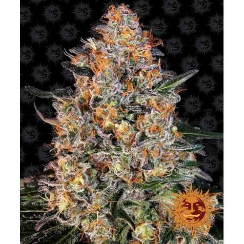 BARNEY'S FARM - BUBBA KUSH FEM - SPUMONI