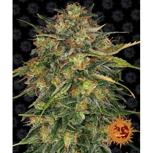 BARNEY'S FARM - CHEESE FEM - SPUMONI