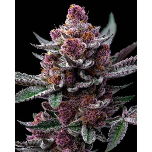 BARNEY'S FARM - CHERRY POPPERS - SPUMONI