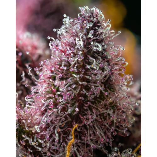 BARNEY'S FARM - CHERRY POPPERS - SPUMONI