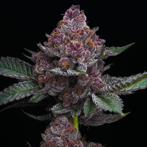 BARNEY'S FARM - CHERRY POPPERS - SPUMONI