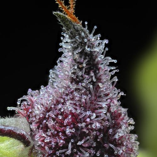 BARNEY'S FARM - CHERRY POPPERS - SPUMONI