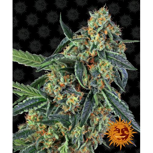 BARNEY'S FARM - COOKIES KUSH FEM - SPUMONI