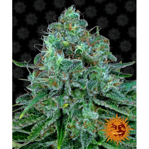 BARNEY'S FARM - CRITICAL KUSH FEM - SPUMONI