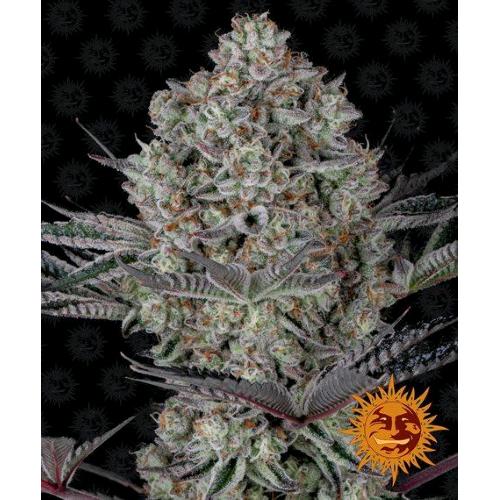BARNEY'S FARM - DOS SI DOS 33 FEM - SPUMONI