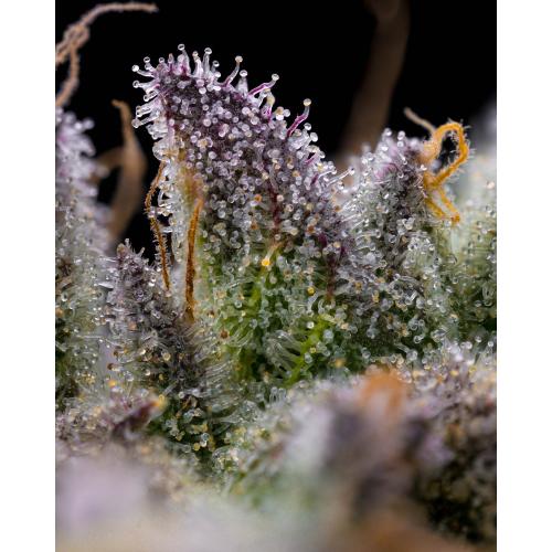 BARNEY'S FARM - GMO COOKIES - SPUMONI