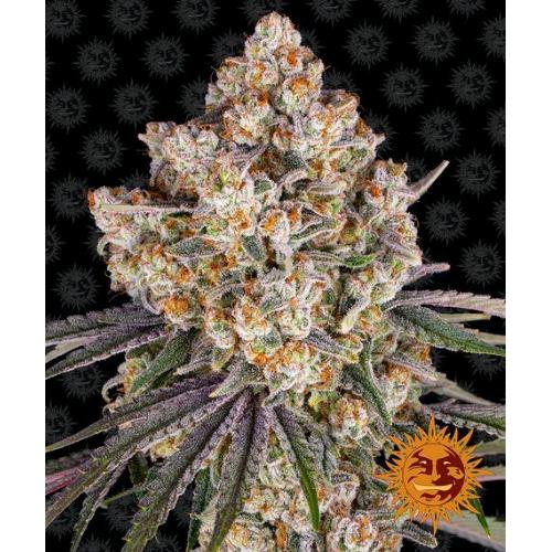 BARNEY'S FARM - ICE CREAM CAKE FEM - SPUMONI
