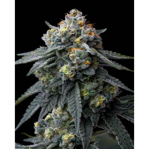 BARNEY'S FARM - JEALOUSY - SPUMONI