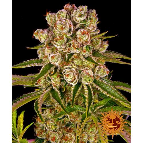 BARNEY'S FARM - KUSH MINTZ FEM - SPUMONI