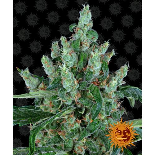BARNEY'S FARM - LAUGHING BUDDHA FEM - SPUMONI