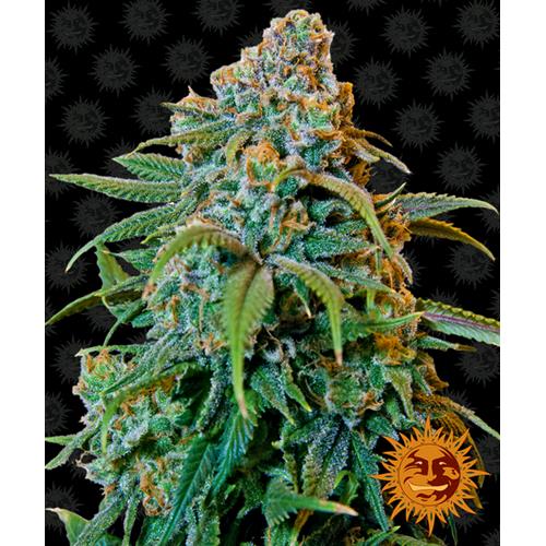 BARNEY'S FARM - LIBERTY HAZE FEM - SPUMONI